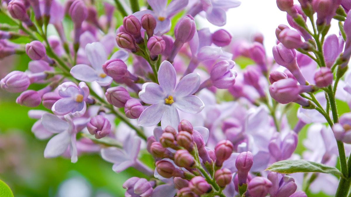 liliac-flori-austria