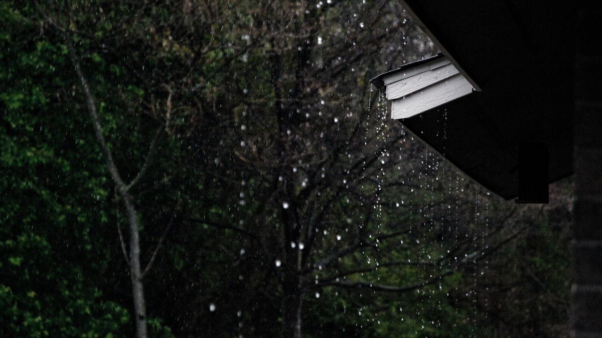 anna-atkins-rnbaaxyewwm-unsplash