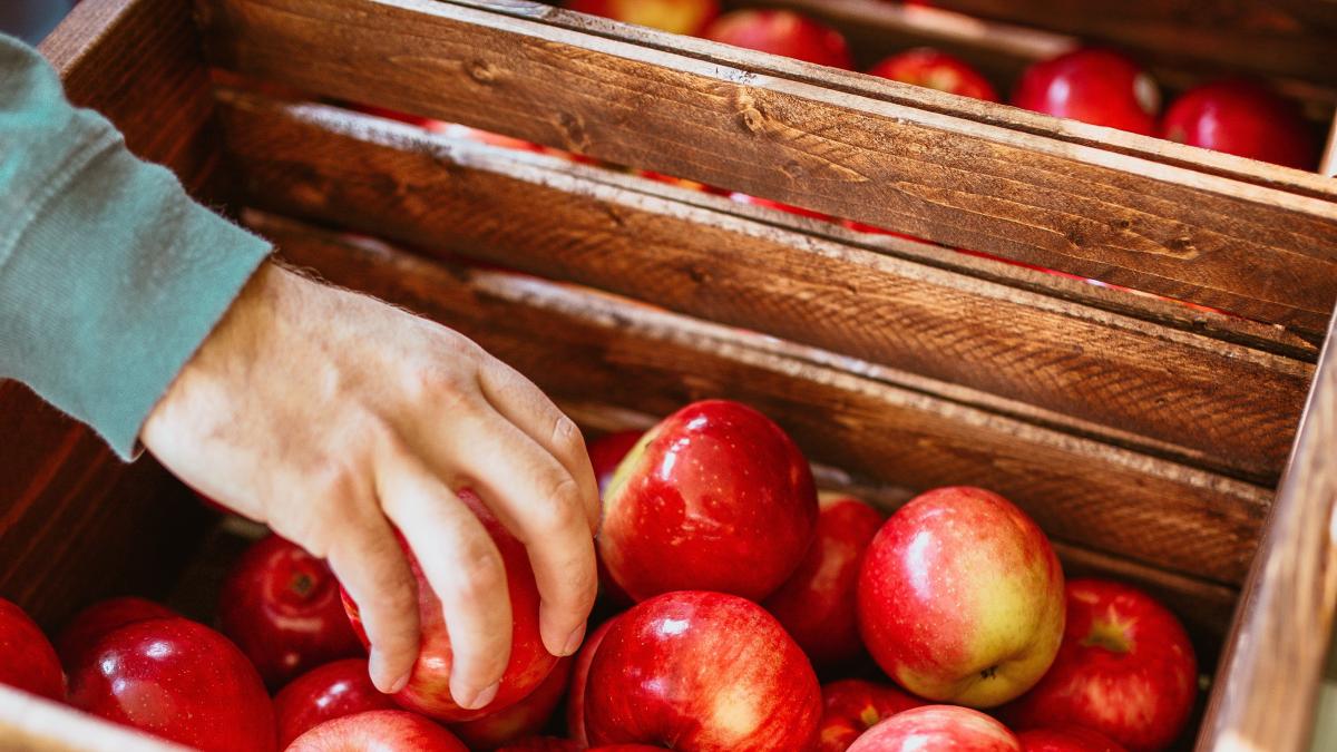 belgia--zeci-de-sezonieri-romani--exploatati-la-o-ferma-neplatiti-si-nevoiti-sa-manance-doar-merele-pe-care-le-culegeau