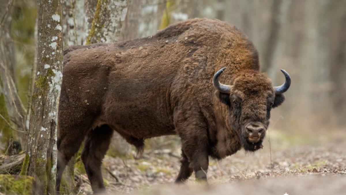 zimbri-muntii-fagaras