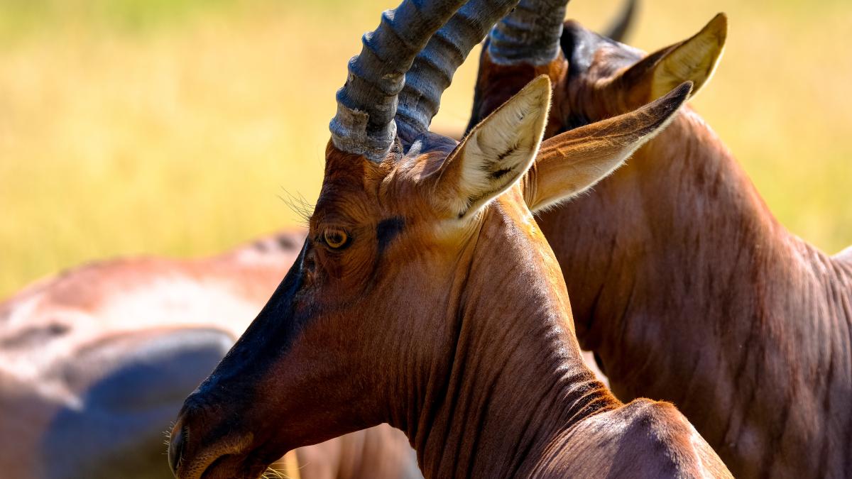 caz-neobisnuit-in-suedia--muncitor-roman-la-o-gradina-zoologica--lasat-fara-viata-de-o-antilopa-a-fost-un-prieten-care-ne-era-alaturi-de-multi-ani