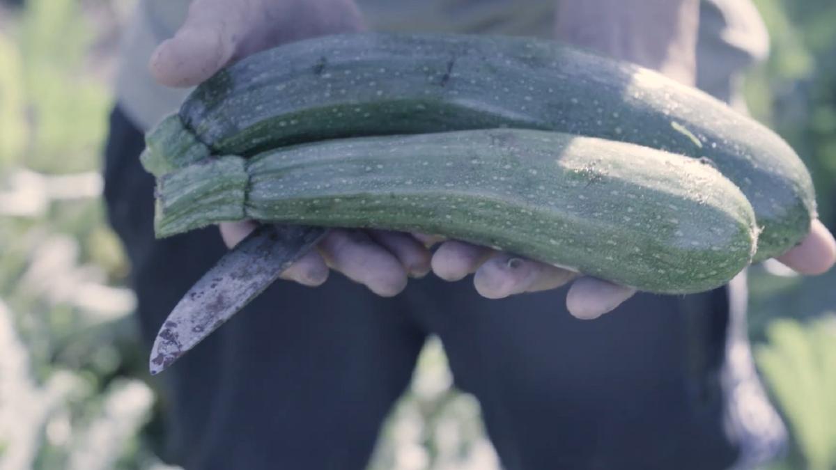 ne-chinuim-pana-apune-soarele--muncitorii-romani-din-suedia--exploatati-pe-campurile-agricole-ne-este-prea-frica-sa-facem-plangeri