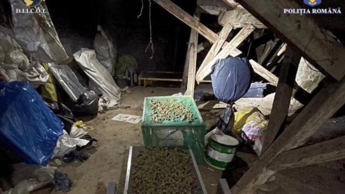 mai-multi-romani--prinsi-de-polititi-in-timp-ce-culegeau-canabis-de-pe-o-plantatie