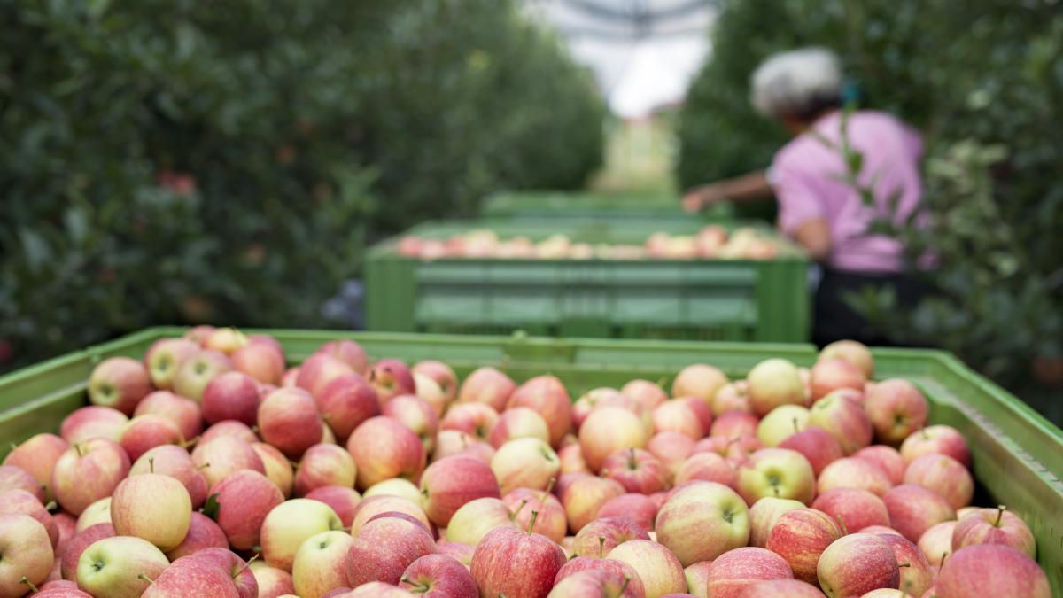belgia--muncitori-sezonieri-romani-neplatiti--amenintati-de-angajator-pentru-ca-au-refuzat-sa-plece-trebuie-sa-fie-platiti-corect