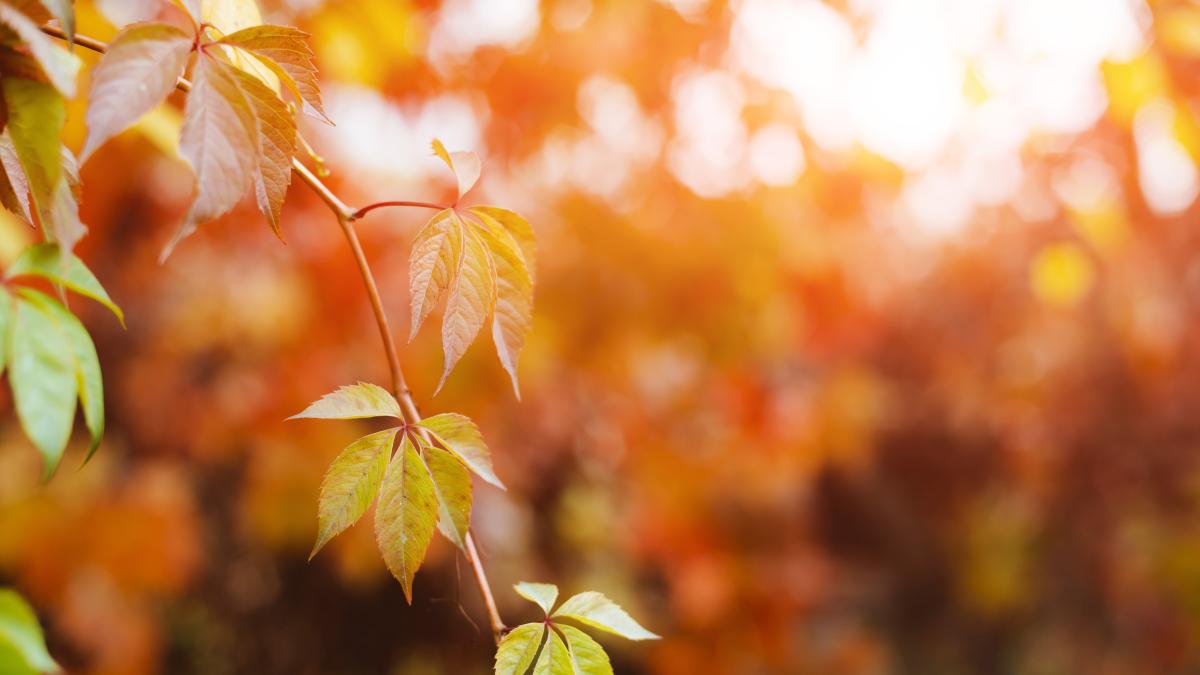 marea-britanie-caldura-si-seceta-au-provocat-o-toamna-falsa