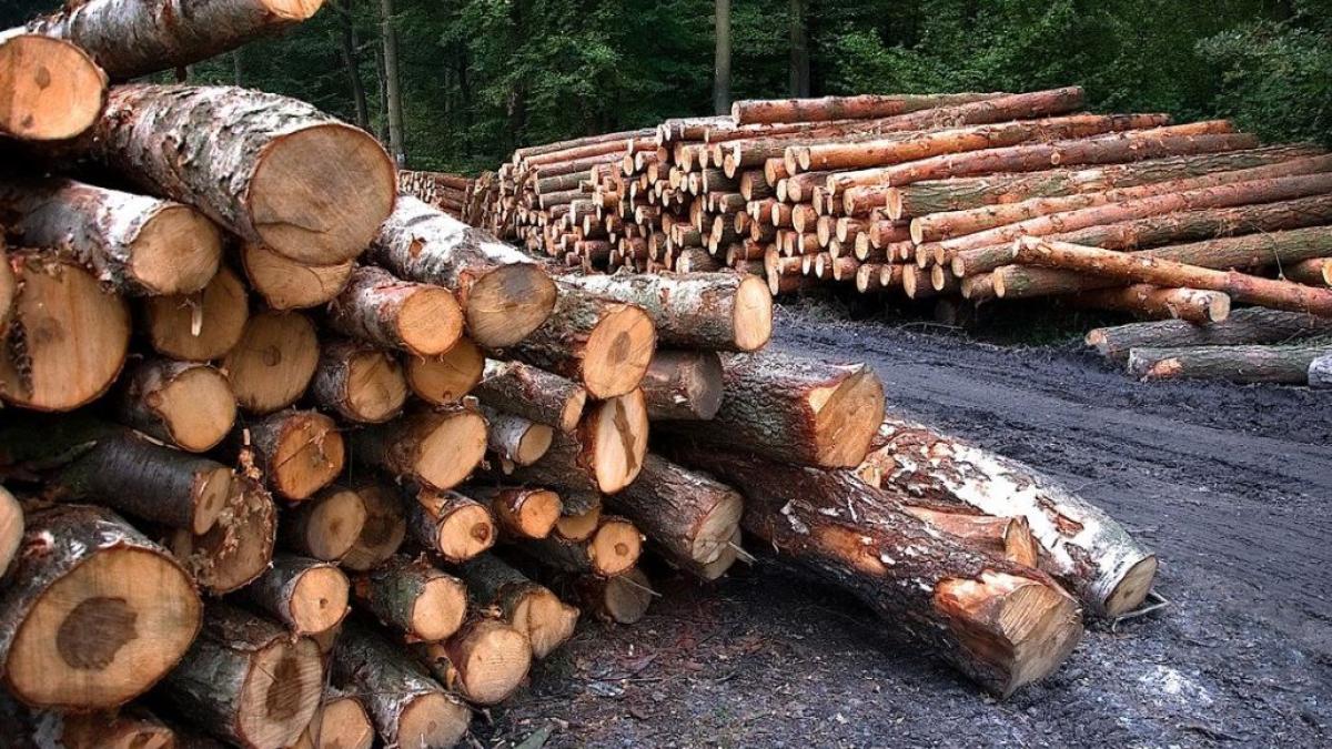 padurar-batut-lemne