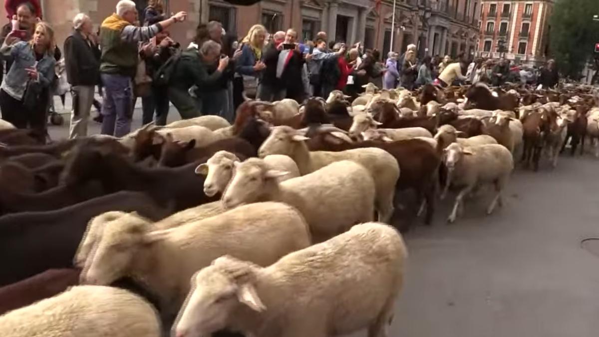 oile-in-centrul-madridului