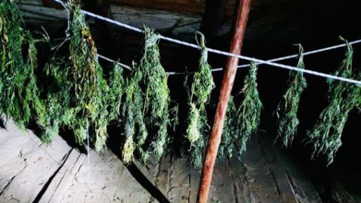 trei-romani--arestati-pentru-trafic-si-detinere-de-droguri-1