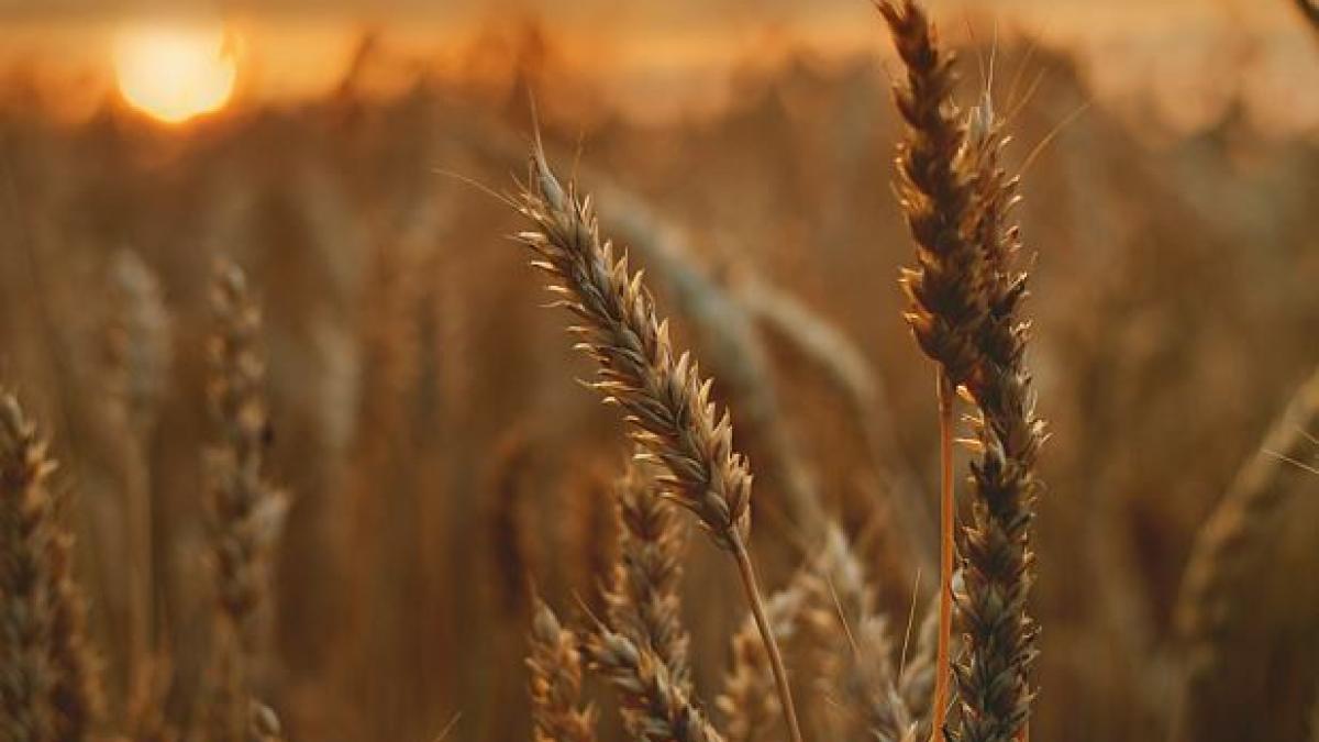 milioane-de-tone-de-cereale-din-ucraina--transportate-pe-dunare