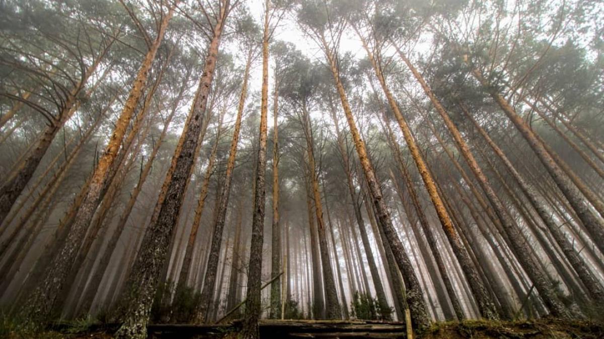 125481530_1020185428484499_3358437954690798362_n