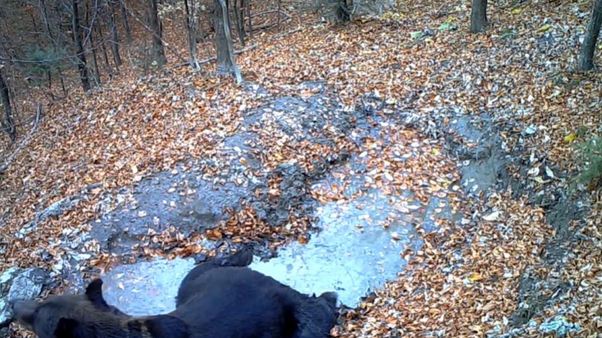 viral--ursulet--filmat-cum-se-balaceste-intr-o-balta-din-bucegi--video