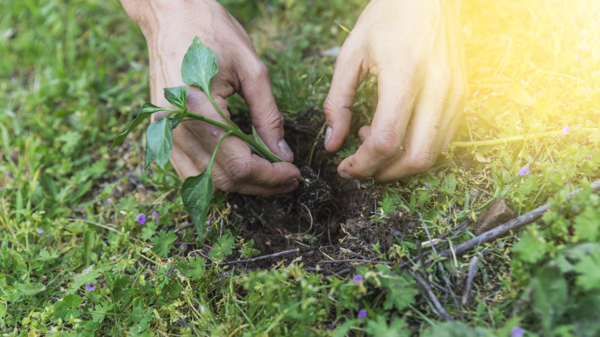 muncitorii-in-agricultura-sunt-invizibili--o-romanca-din-italia-rupe-tacerea-despre-conationalele-care-lucreaza-pe-campuri-hartuire--santaj--salarii-mici