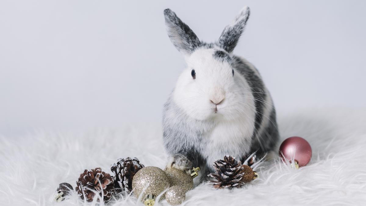 horoscop-chinezesc-2023--cui-aduce-anul-iepurelui-de-apa-noroc--dragoste--bani-si-implinire