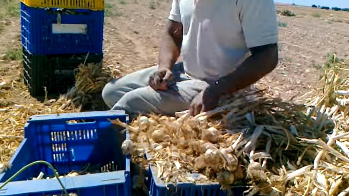 spania--18-muncitori-romani-i-au-reclamat-pe-angajatori-ce-s-a-intamplat-dupa-ce-i-au-chemat-la-cules-usturoiul