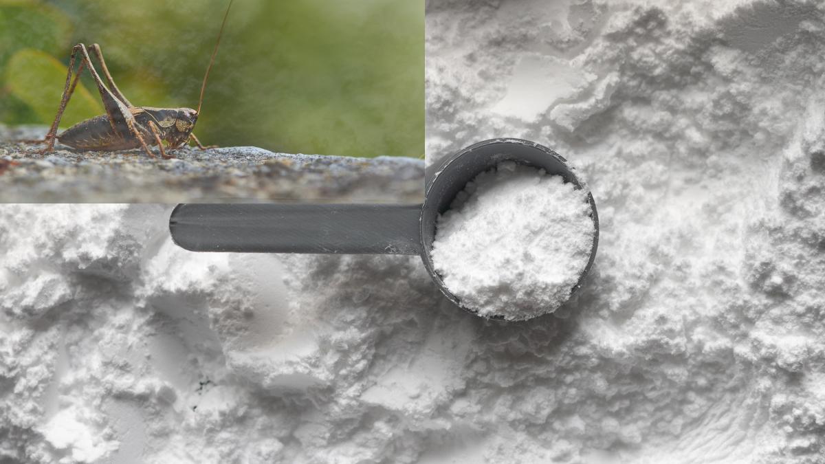 faina-de-greieri-in-magazinele-din-romania