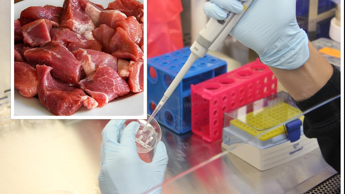 colaj-carne-artificiala