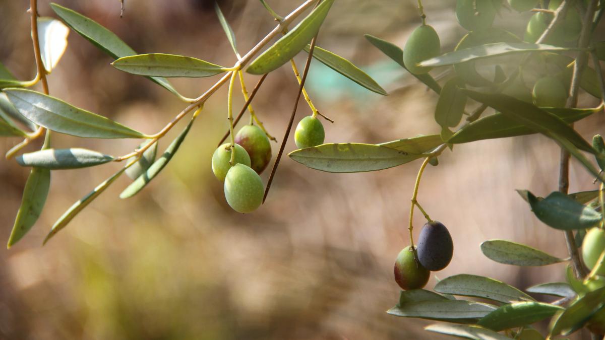 nu-sunt-destui-oameni-care-sa-culeaga-maslinele--grecia-cere-mai-multe-permise-de-munca-romanii-si-bulgarii-nu-se-mai-intorc-2