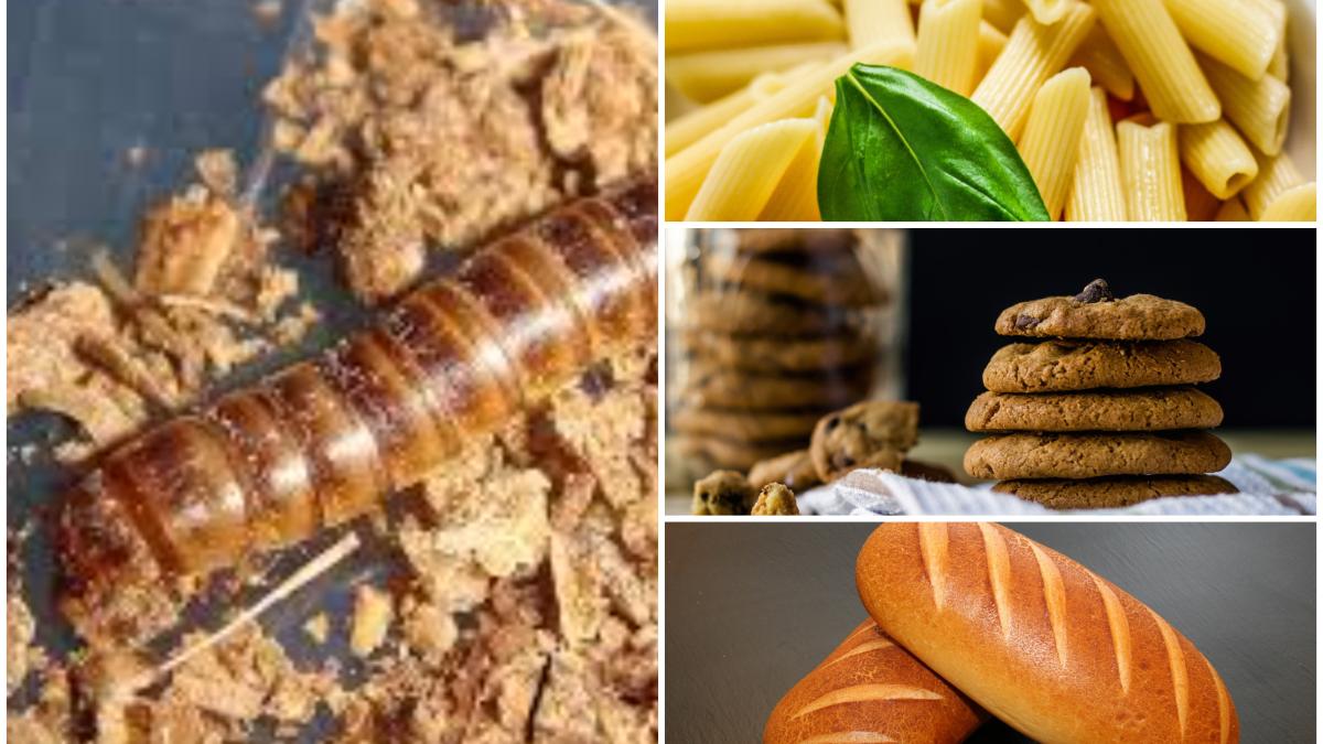 larva-gandacului-de-balegar-este-a-patra-insecta-aprobata-ca-aliment-in-ue