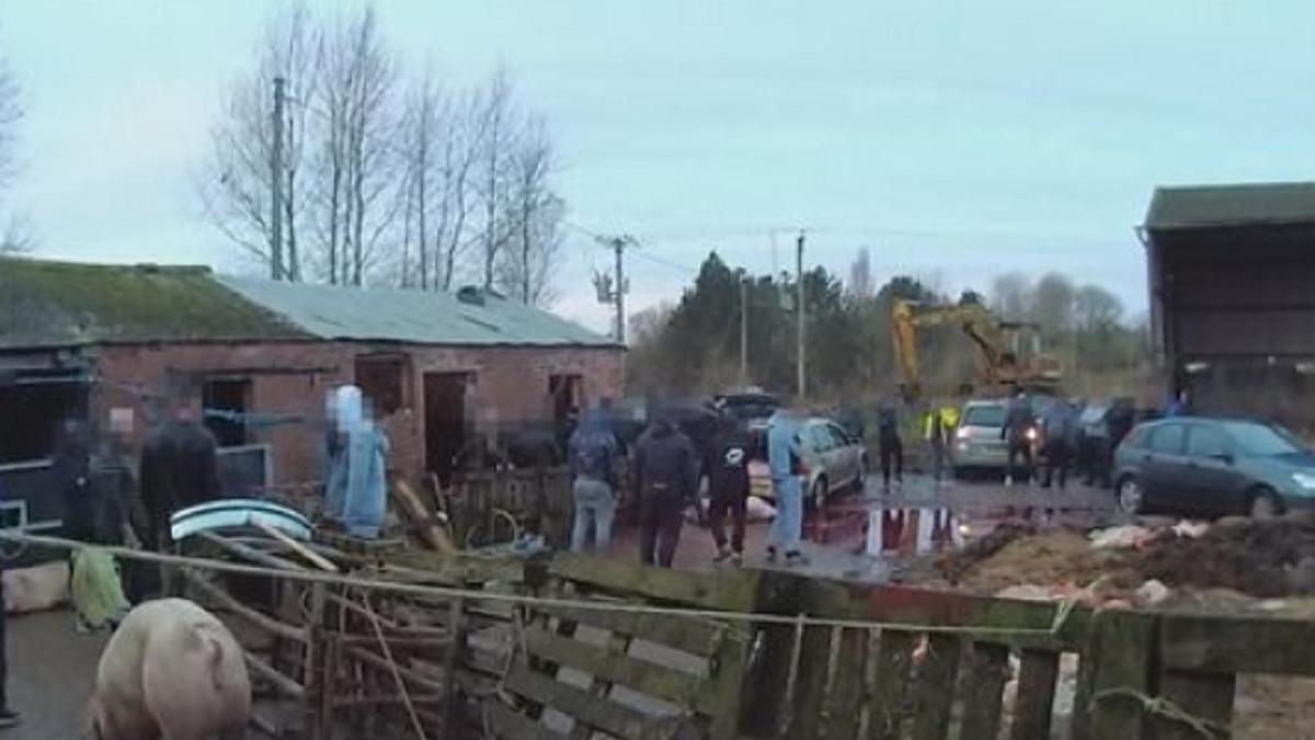 activitati-socante--40-de-romani--prinsi-la-o-ferma-in-timp-ce-sacrificau-porci--fermierul-care-le-vindea-animalele-arunca-vina-pe-conationali-m-au-hartuit-1