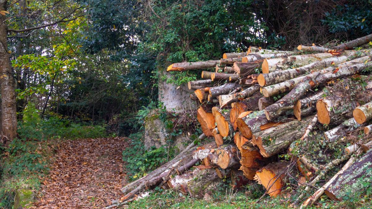 der-spiegel-marile-companii-austriece-profita-din-plin-de-padurile-din-romania-care-sunt-taiate-ilegal--ce-trucuri-folosesc-furnizorii