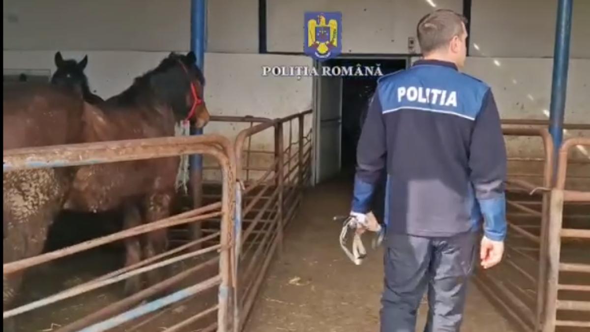 carne-de-cal-exportata-italia-abator-brasov