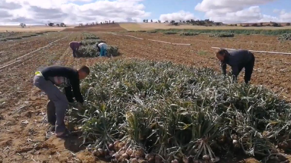 problema-de-20-ani--fara-solutie--in-spania--muncitori-sezonieri-romani--fortati-de-situatie-sa-locuiasca-in-mahalale-este-foarte-greu-sa-gasesti-chirie-1