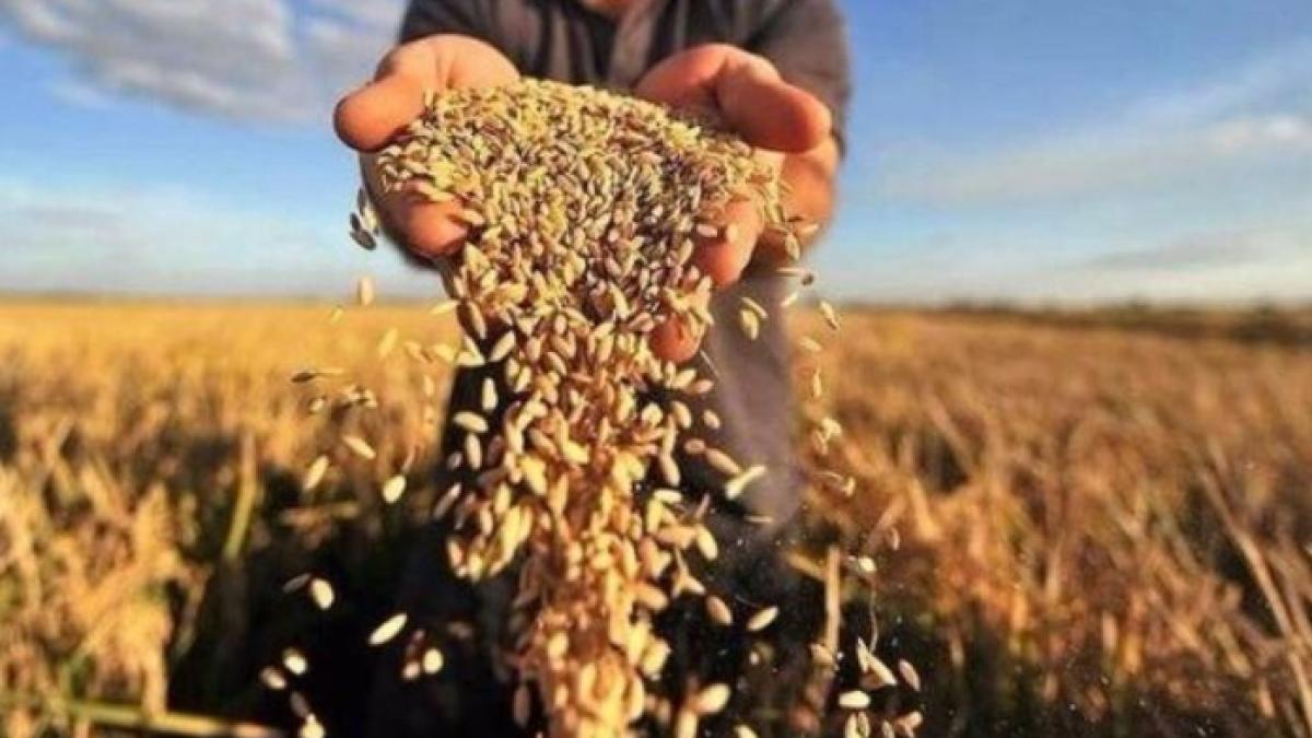 oficial-francez--despre-razboiul-din-ucraina--ar-putea-genera-o-criza-alimentara--la-scara-globala-prc-c2prc-a0