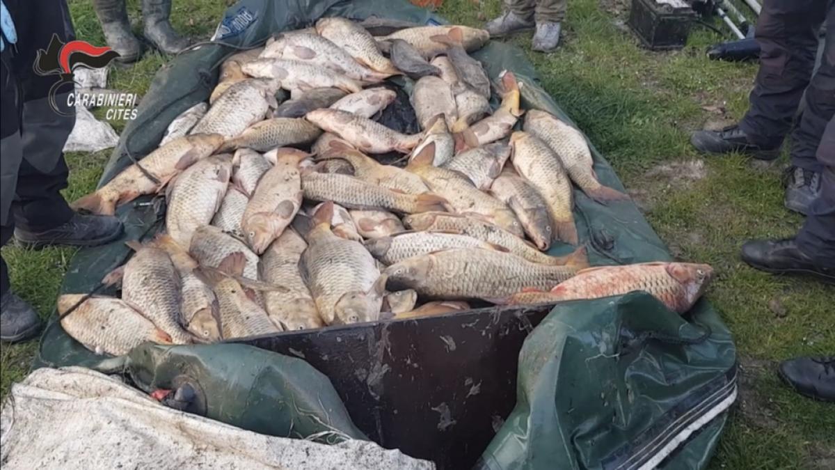 pese-carabinieri-braconieri