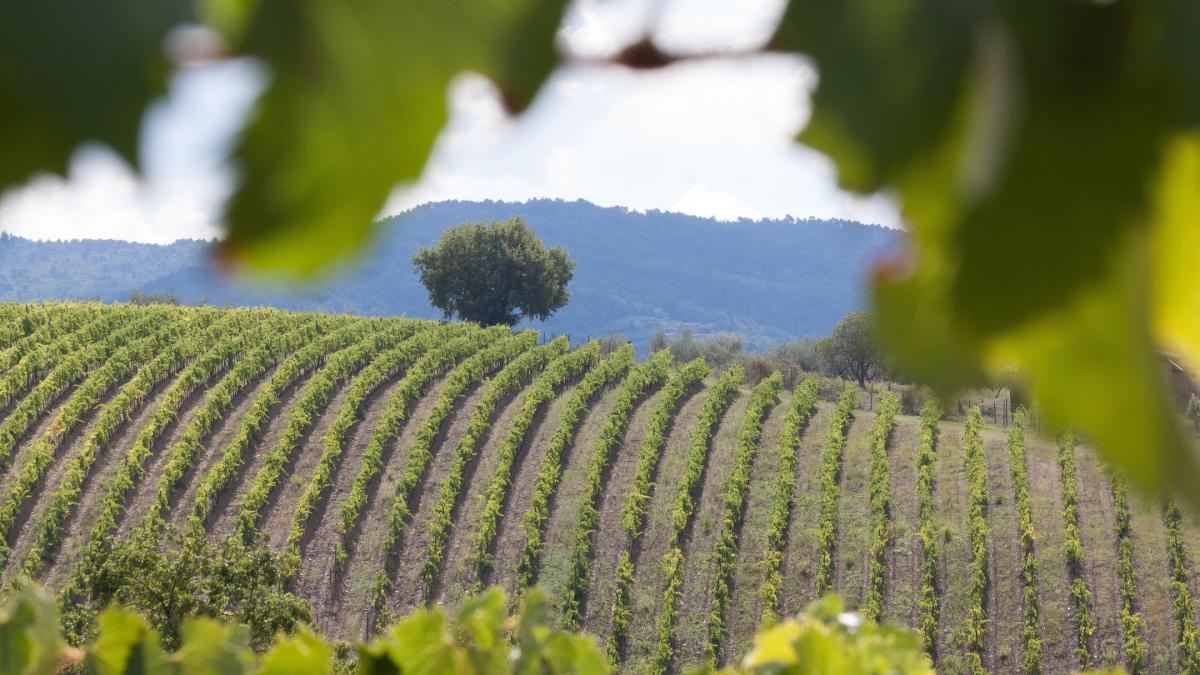 inundatii-productie-fructe-italia