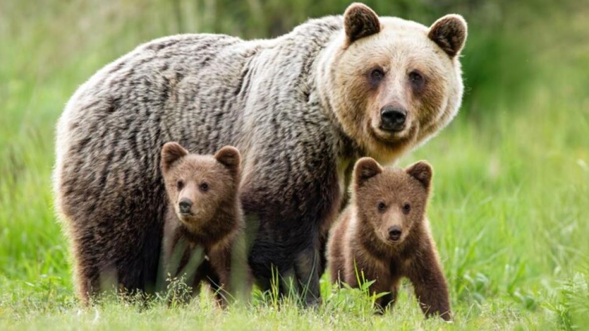 ursoaica-cu-pui--relocata-din-zona-dealului-sumuleu--unde-se-desfasoara-pelerinajul-de-rusaliile-catolice