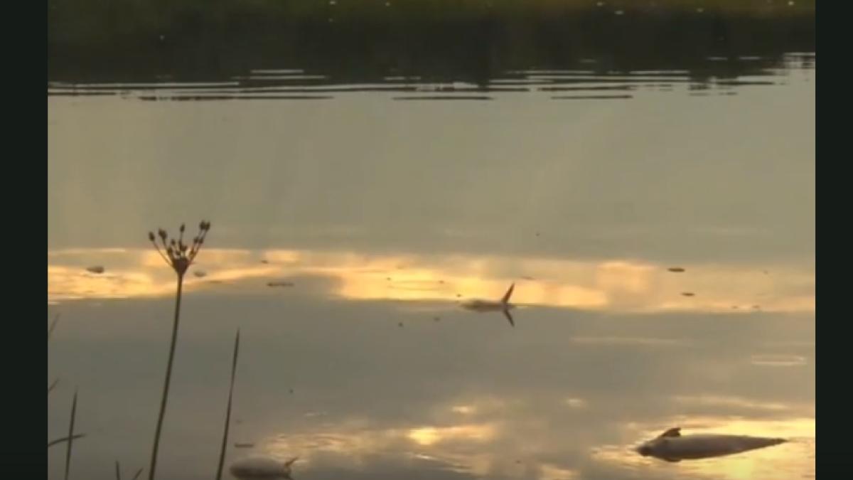 pesti-morti-raul-oder