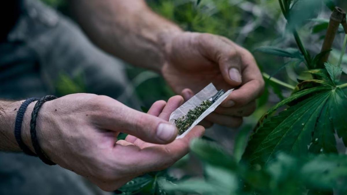 peste-90-de-kilograme-de-droguri--confiscate-de-politistii-romani--cea-mai-mare-captura-este-de-cannabis