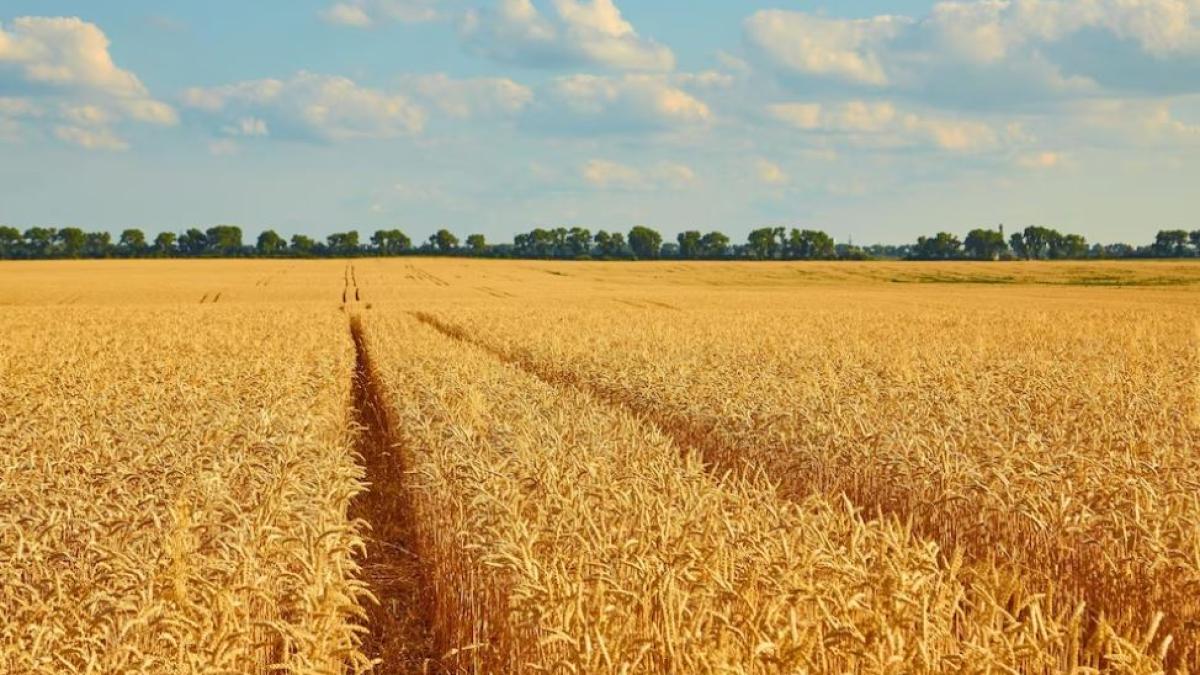 romania--al-doilea-mare-exportator-de-grau-din-uniunea-europeana-in-2022