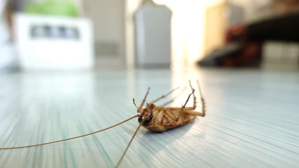 tine-viespile--albinele--tantarii-si-furnicile-departe-de-casa-cu-acest-truc--insectele-vor-fugi-imediat