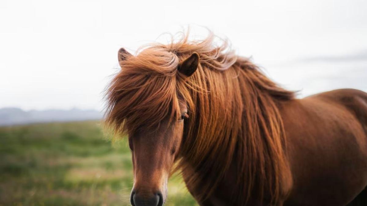austria--un-magar-si-un-ponei--transportati-ilegal-intr-o-remorca-romaneasca