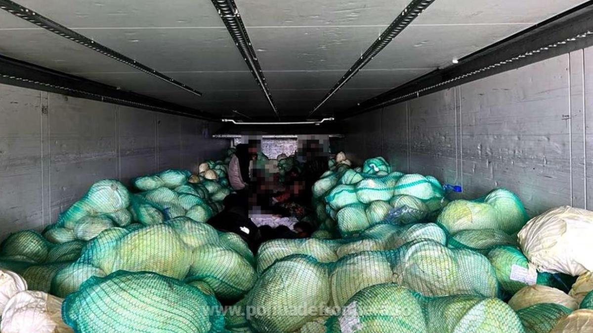 camion-incarcat-cu-varza--oprit-la-intrarea-in-tara--politistii-de-frontiera-au-incremenit-cand-au-verificat-marfa