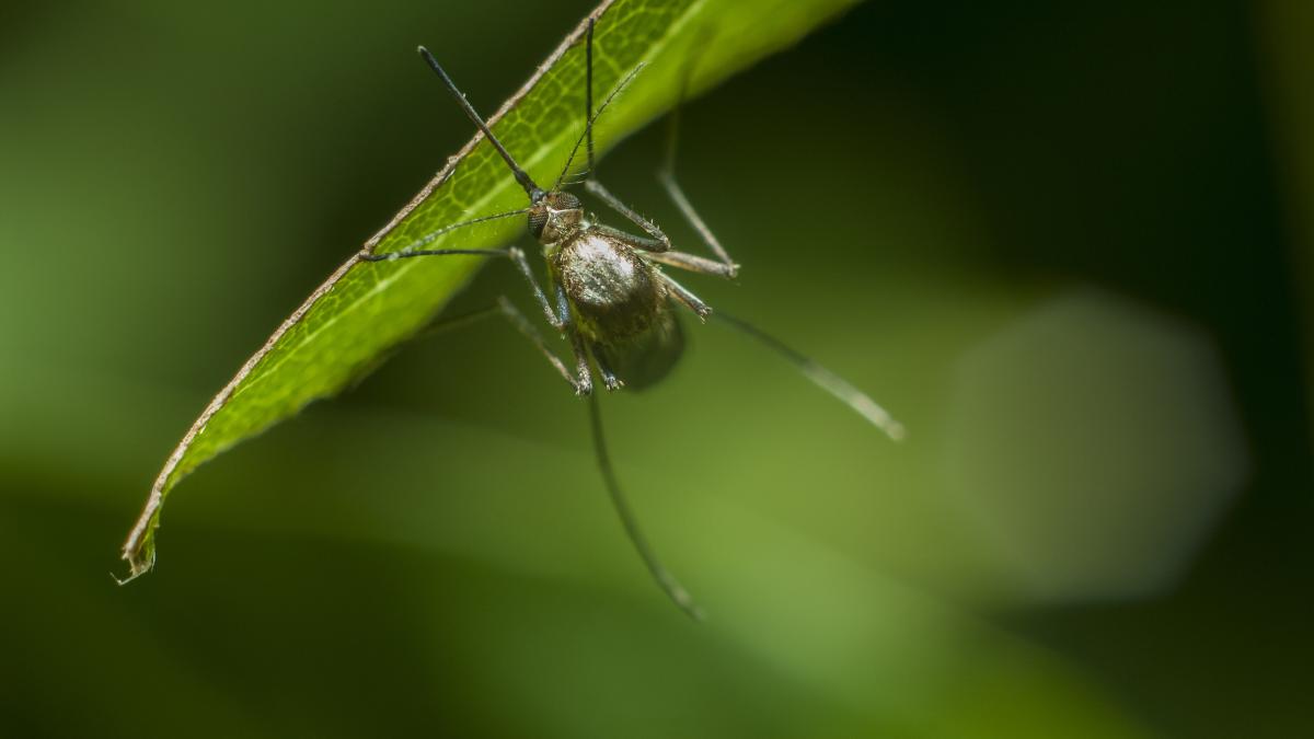 o-specie-de-tantari--care-transmit-boli-foarte-grave--se-raspandeste-in-europa--avertismentul-oms