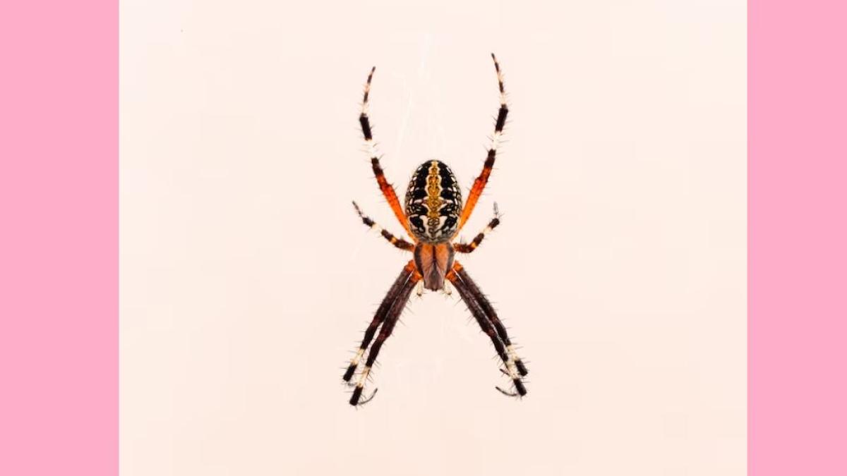 doua-plante-tin-paianjenul-vioara-departe-casa--atentie-muscatura-lui-este-periculoasa