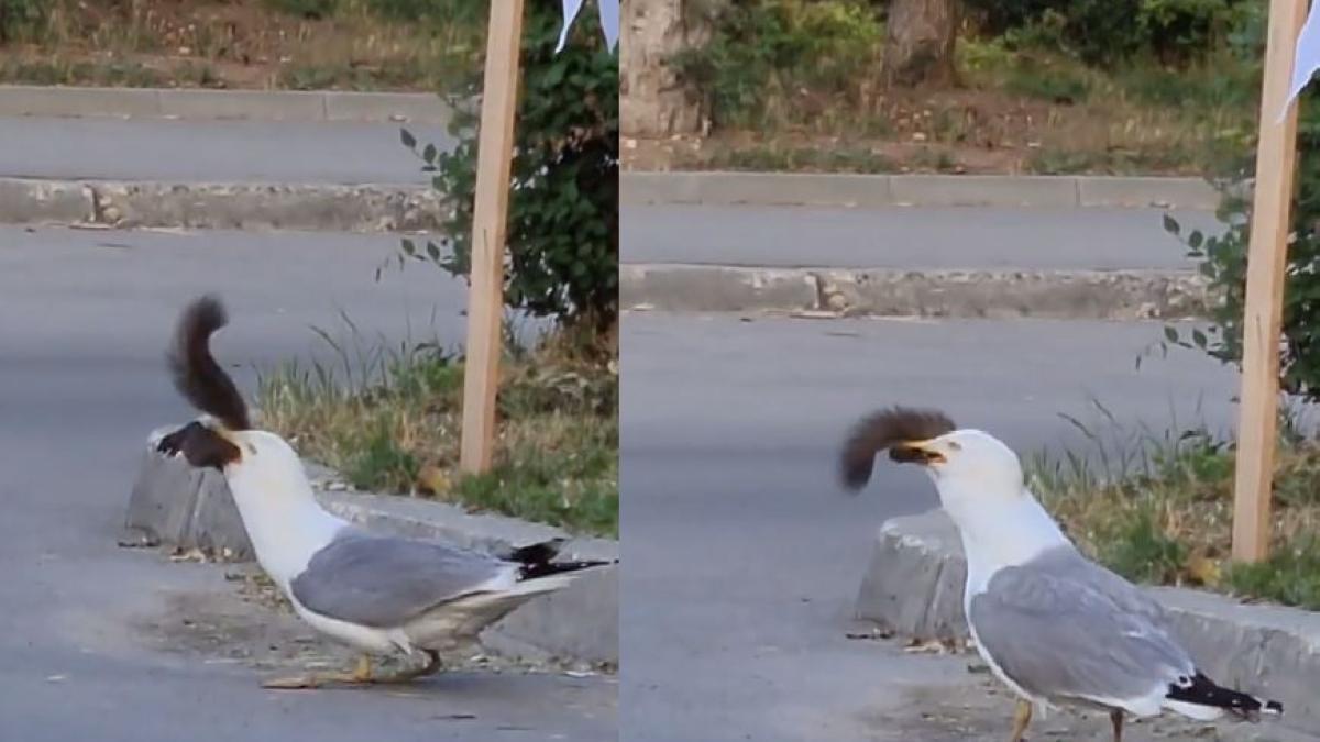 video-viral--o-veverita--inghitita-de-un-pescarus-flaman
