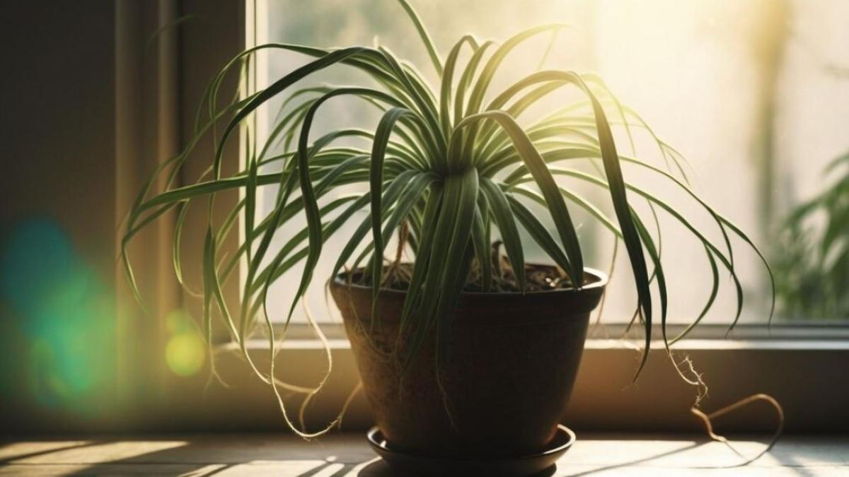 pleci-in-concediu--ce-sa-faci-cu-plantele-din-casa-ca-sa-nu-se-usuce