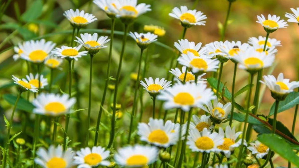 cinci-ierburi-ard-grasimile-si-accelereaza-metabolismul