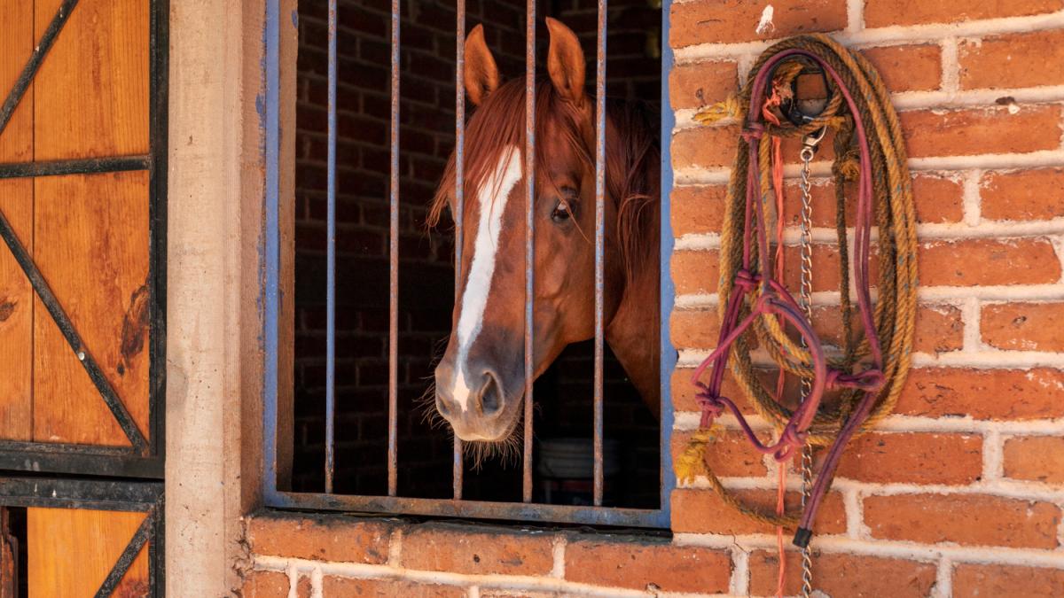 cute-healthy-horse-stable