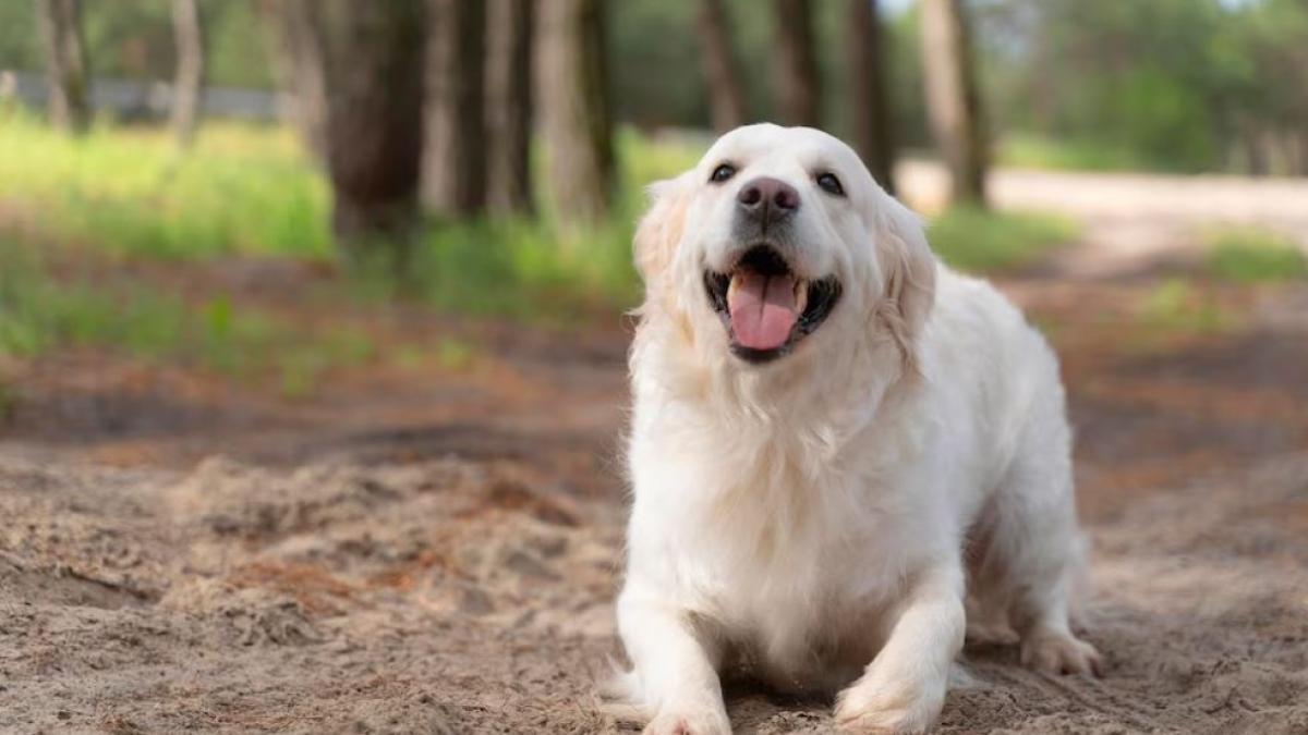 caldura--o-problema-pentru-animalele-de-companie--cu-aceste-sfaturi--prietenii-nostri-blanosi-vor-fi-in-siguranta