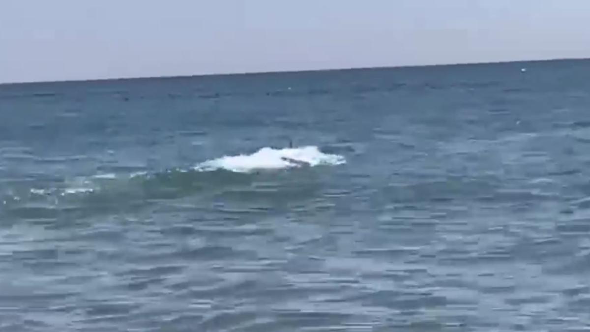 panica-pe-o-plaja-din-spania--doi-rechini-au-speriat-turistii--care-au-reusit-sa-iasa-la-timp-din-apa