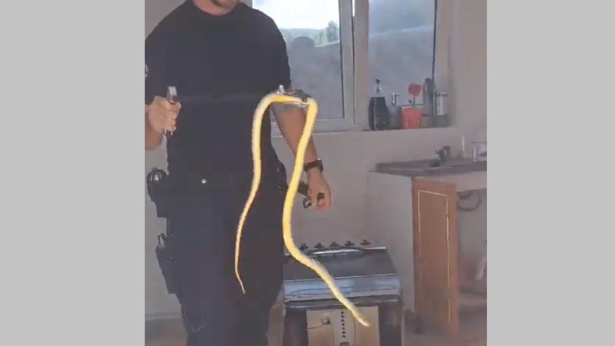 momente-de-panica-pentru-o-familie-de-romani--au-descoperit-un-sarpe-in-bucatarie