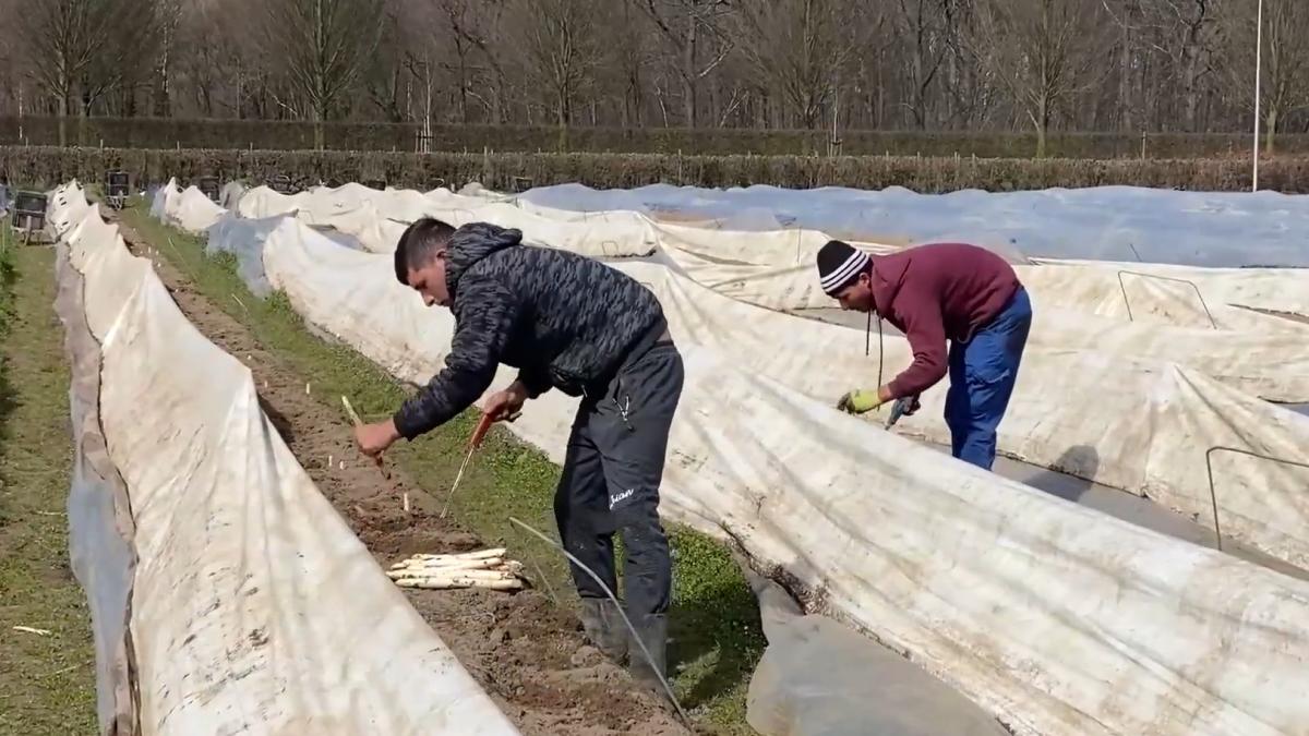 o-munca-obositoare--muncitorii-sezonieri-romani--oamenii-de-baza-la-culesul-sparanghelului-din-belgia-unii-isi-construiesc-deja-o-a-doua-casa-in-romania-2