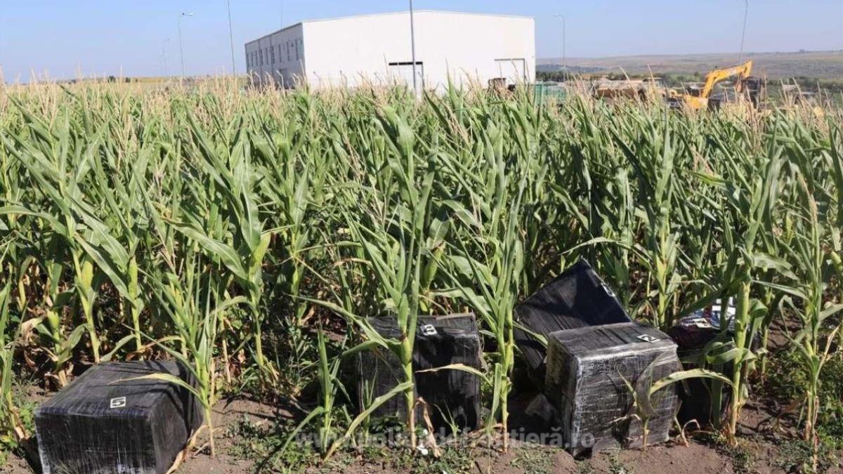 urmarire-ca-n-filme-la-granita-romaniei--ce-au-descoperi-politistii-intr-un-lan-de-porumb