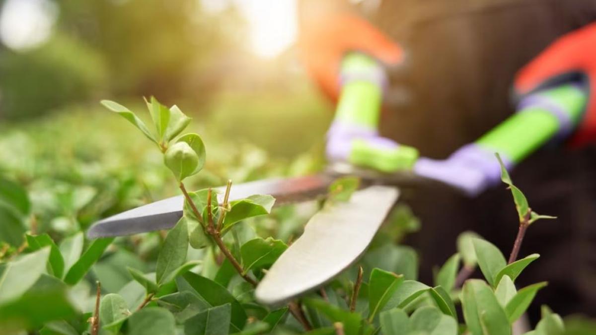 cat-castiga-un-gradinar-in-italia---raspunsul-te-va-surprinde