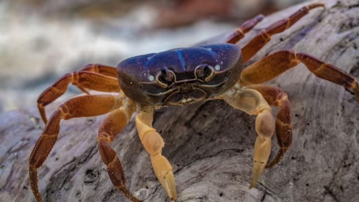 crabul-albastru-se-raspandeste-in-marea-adriatica--guvernul-de-la-roma-anunta-masuri-de-urgenta