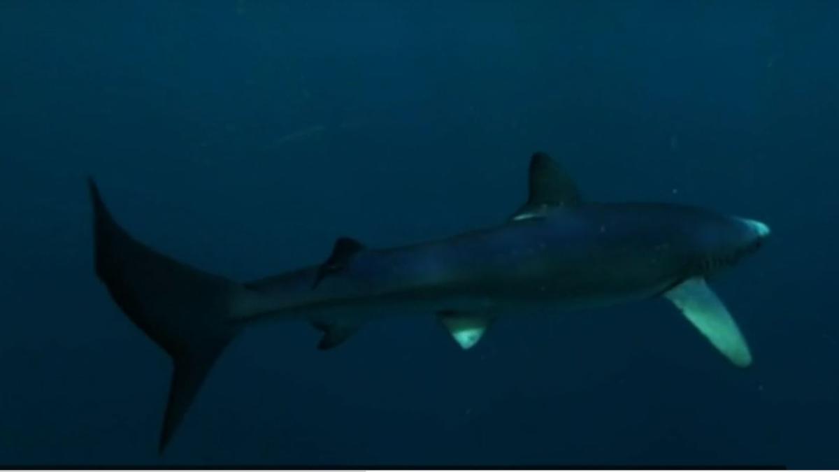 rechin--filmat-in-largul-coastei-spaniei--videoclipul-prezinta-cum-pradatorul-inoata-printre-turisti